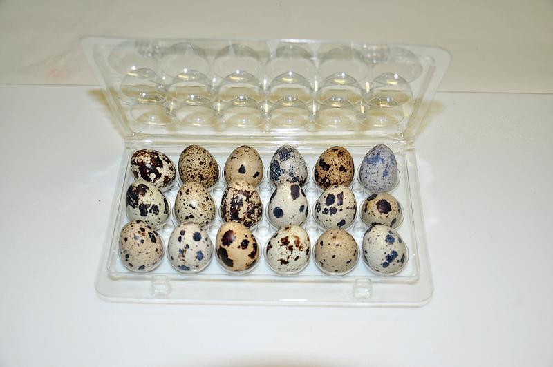 Oeufs de caille