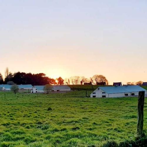 Les volailles sont élevées dans des grands espaces clos en herbe
