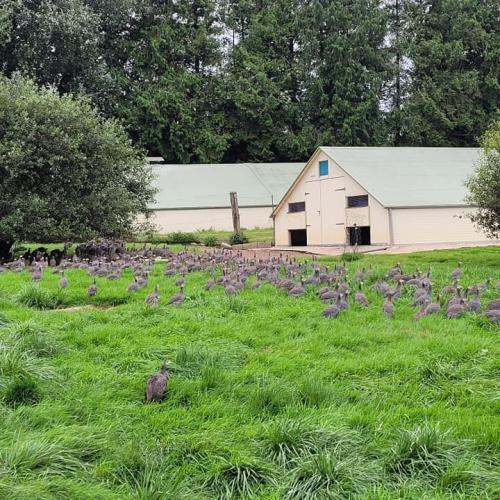 Les volailles sont élevées dans des grands espaces clos en herbe