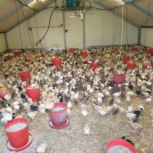 Le soir elles sont rentrées dans des abris