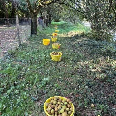 Ramassage des pommes à cidre
