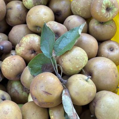 Ramassage des pommes à cidre